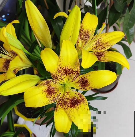 3月最适合种的花，门口栽一丛，开花又大又香！