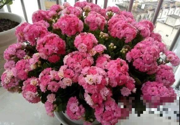 1棵长寿花，冒出124个花箭，开花开成大锅盖，咋养的？