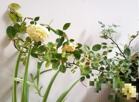 2种液体擦叶子，叶片跟打蜡似的，光泽感十足！