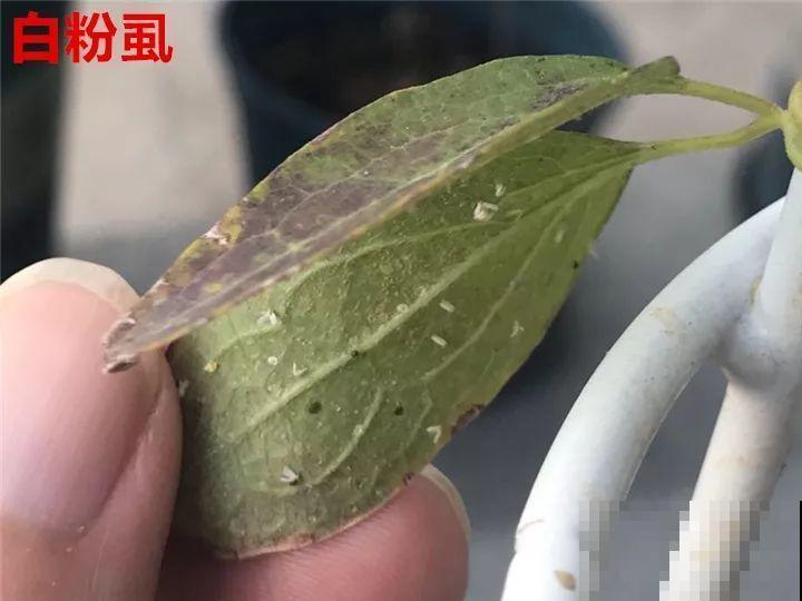 花变成这样，立马剪撒点粉，否则撑不过7天！