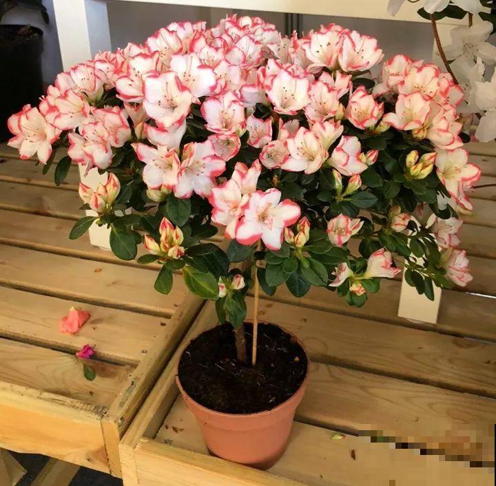 这么漂亮的花，从来没养活过，说多了都是泪！