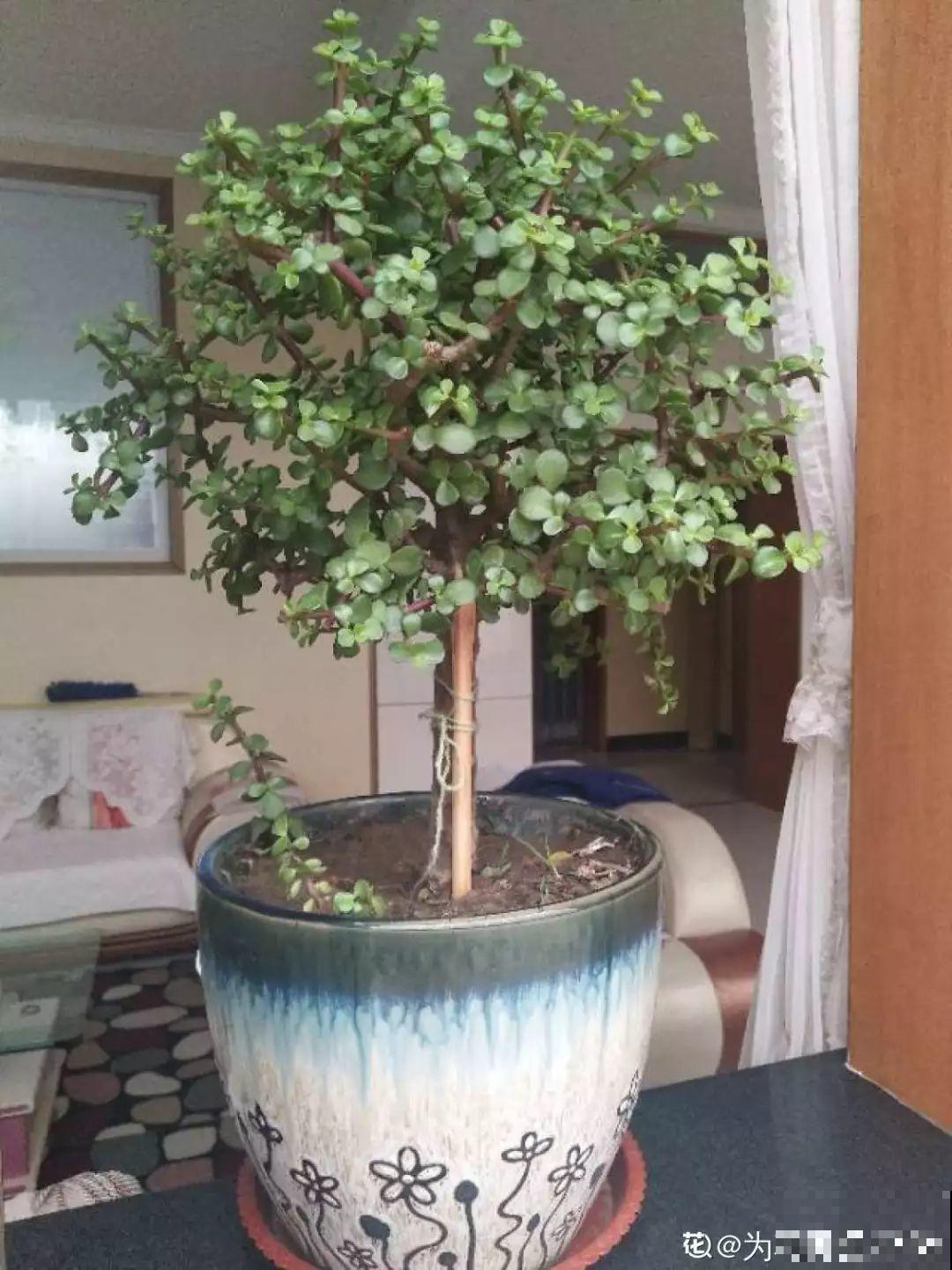这花就用小盆养，盆越小越开花，比大盆更值钱！