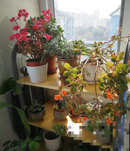 一个人喜欢养花的人，定是对生活充满了热情的人！