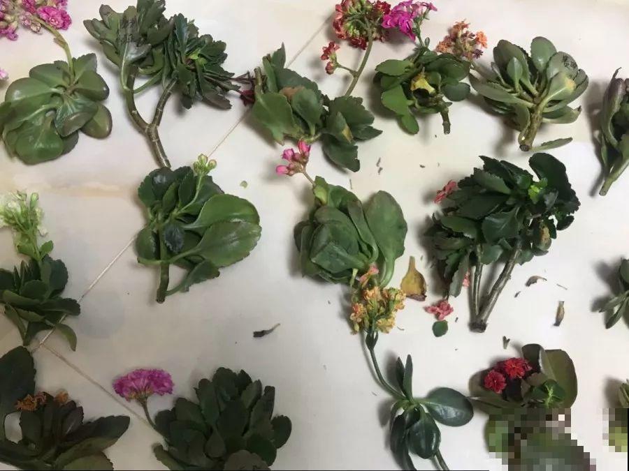 这6种花，现在扦插最好活，摘片叶子照样生根！