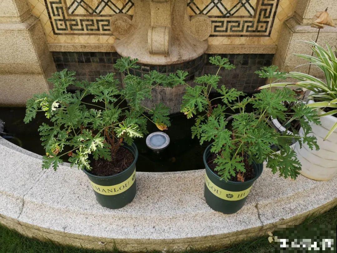 6种吃虫子的花，家里养1盆，虫子都被吓跑了！