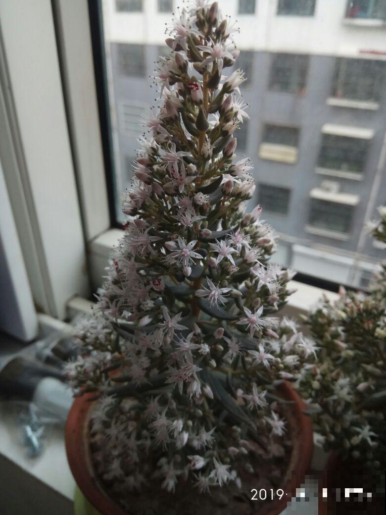 农村被当成野草的花，现在被大家当成宝，越养越带劲儿
