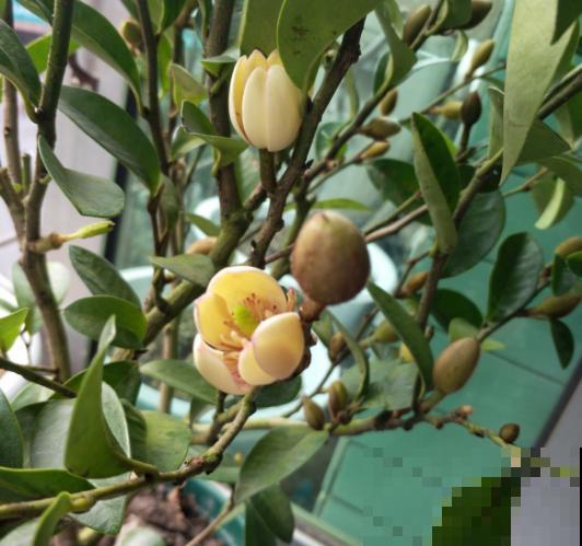 香味好闻的5种花，家里养一盆，清新又舒适！