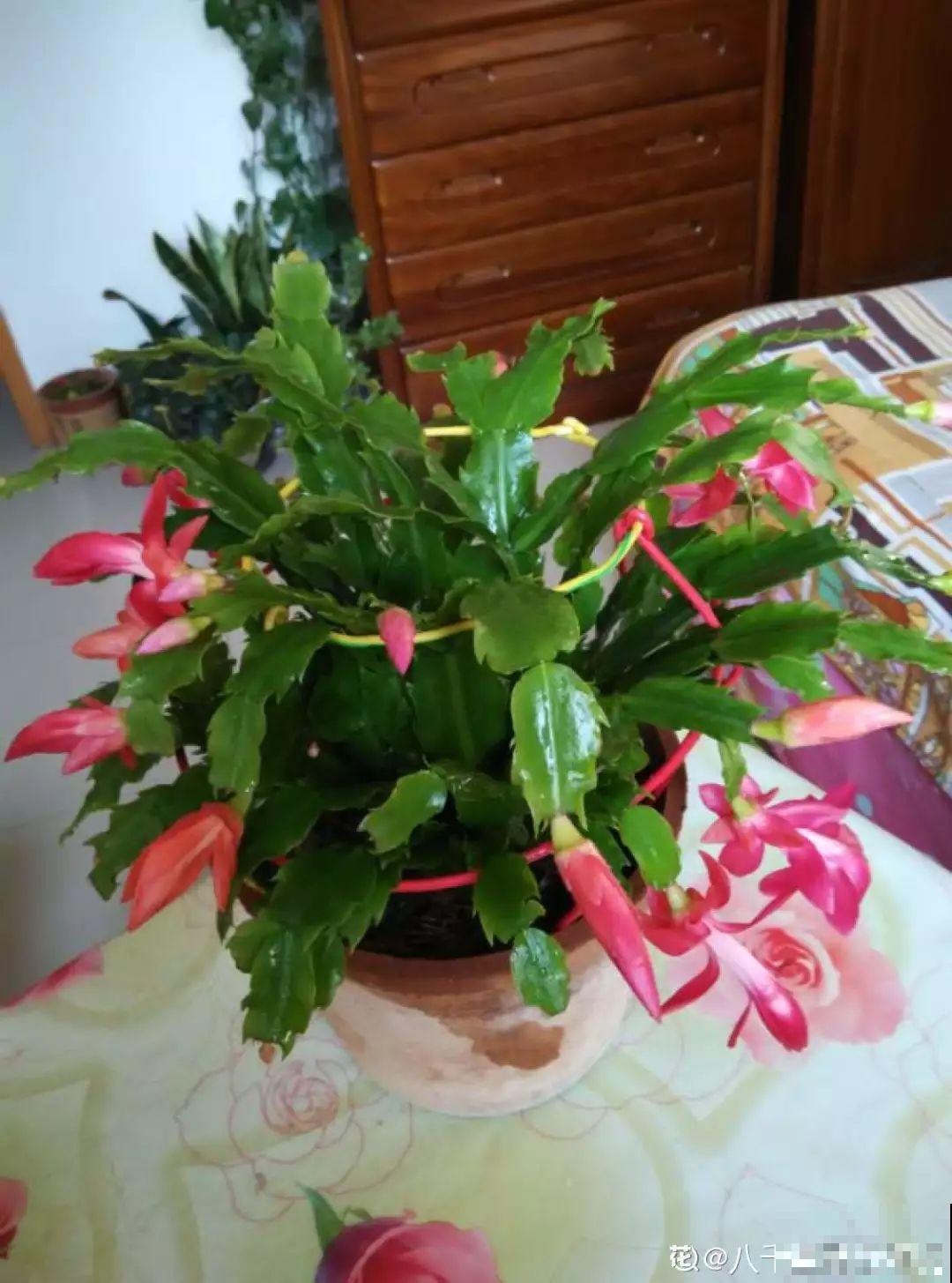 假期延长20天，家里的花全都蔫巴巴，抓紧救，还能活！