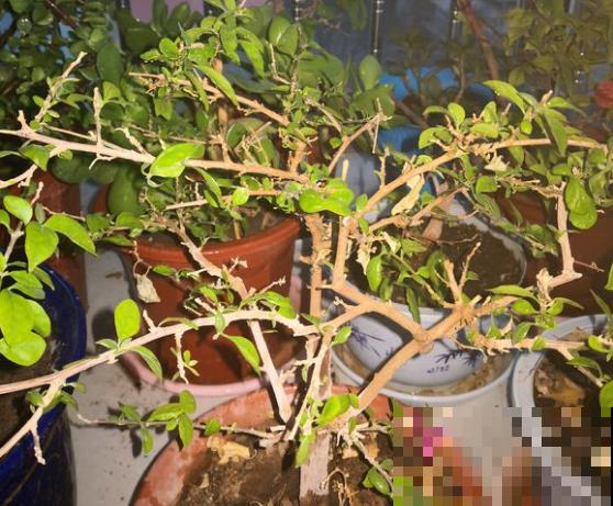 早春谨防倒春寒，家里的花不能乱剪，剪完今年没花看！