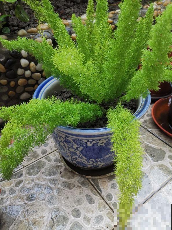 这三种花叶子像油画，看起来特精致，养在家里添气质