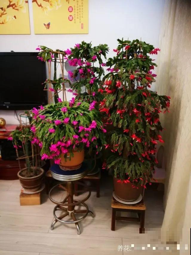 1棵长寿花，冒出124个花箭，开花开成大锅盖，咋养的？