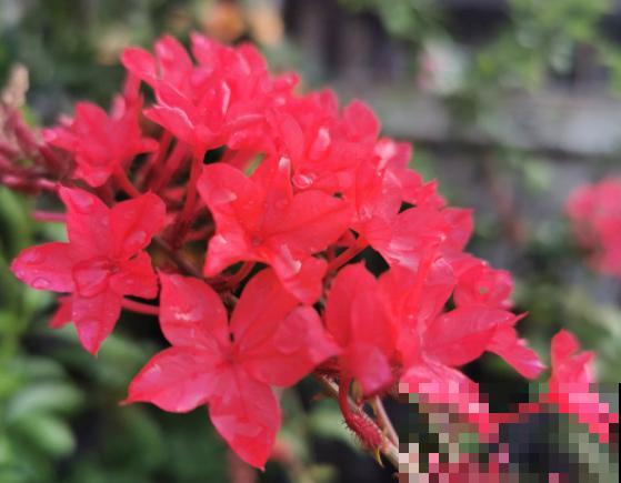 植物界的3种“雪花”，居然是在夏天开的，你见过几种？
