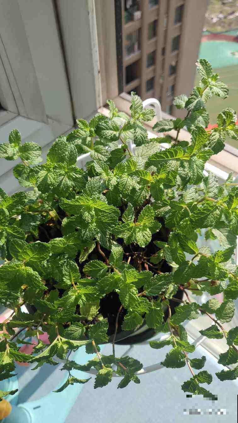 小黑飞真让人头疼，花盆里浇点它，虫子少一半