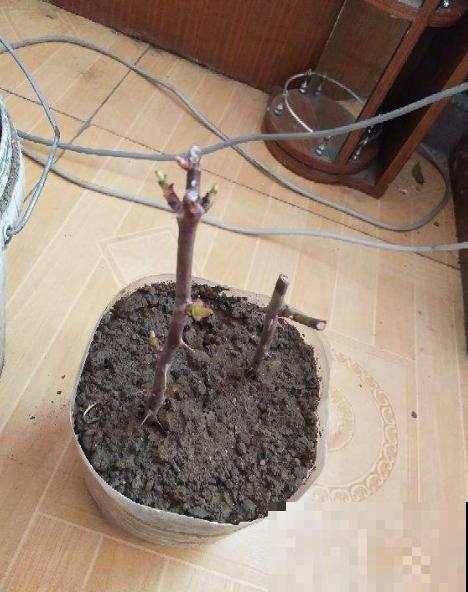 为何这些植物很少有人播种？原来是这原因，总算明白了！