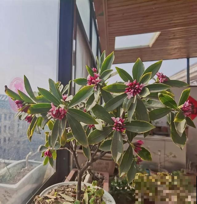 这盆“健康树”，1盆清新空气，2盆杀菌去异味