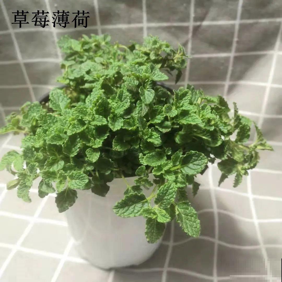 6种香香花，厨房客厅都能养，摘一把又能长一盆！