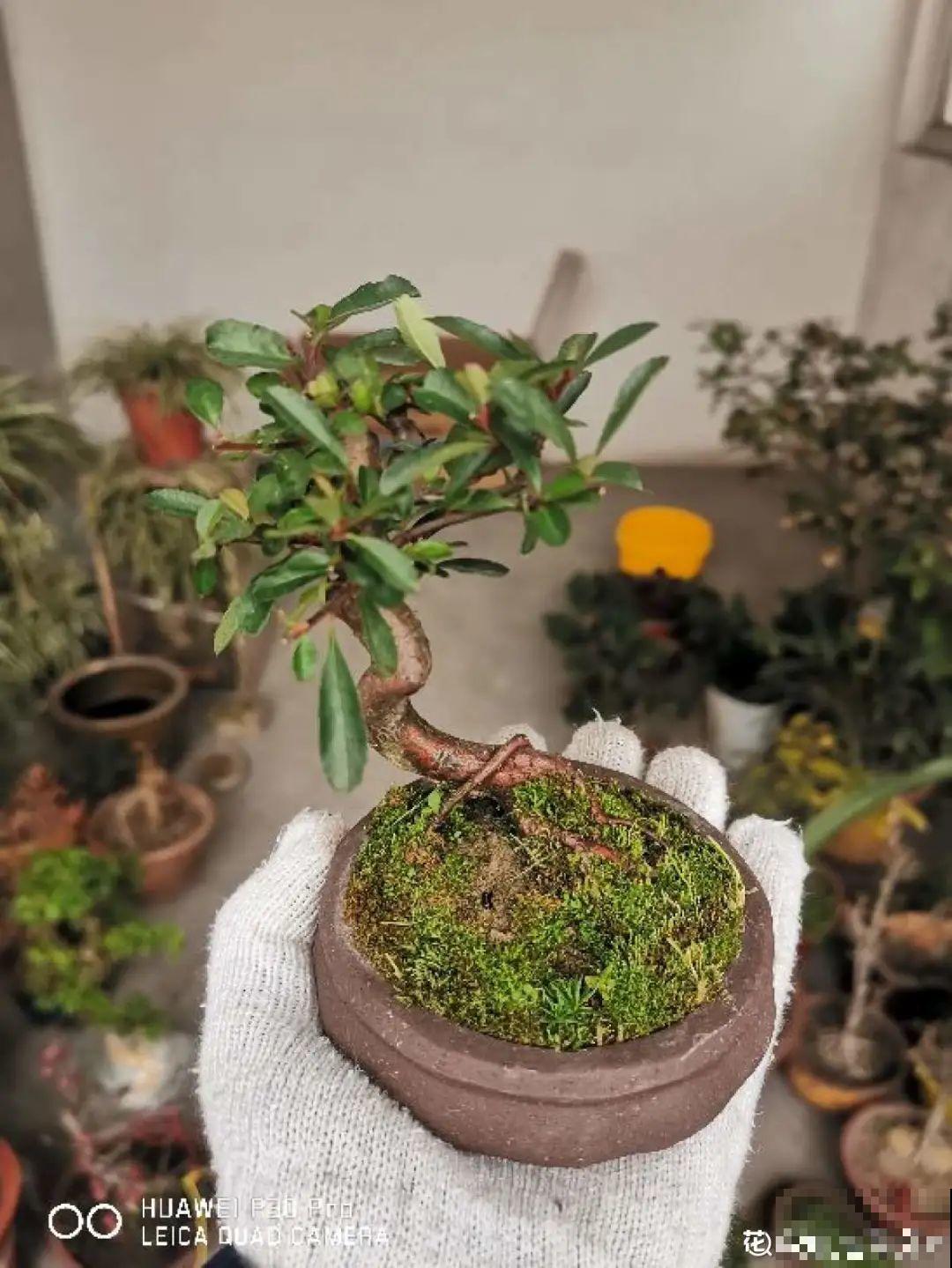 农村不起眼的树，挖一棵做盆景，比买得还要好看！