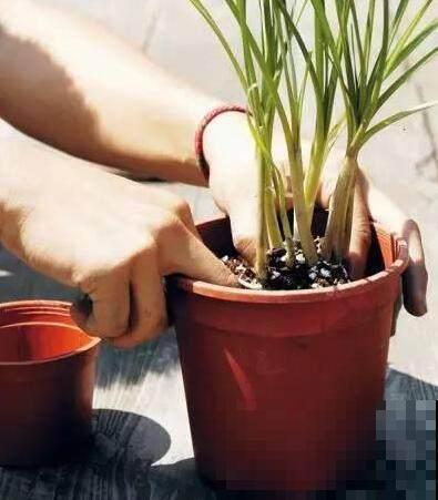 正确的换盆步骤，跟着操作，换完花儿长得旺！
