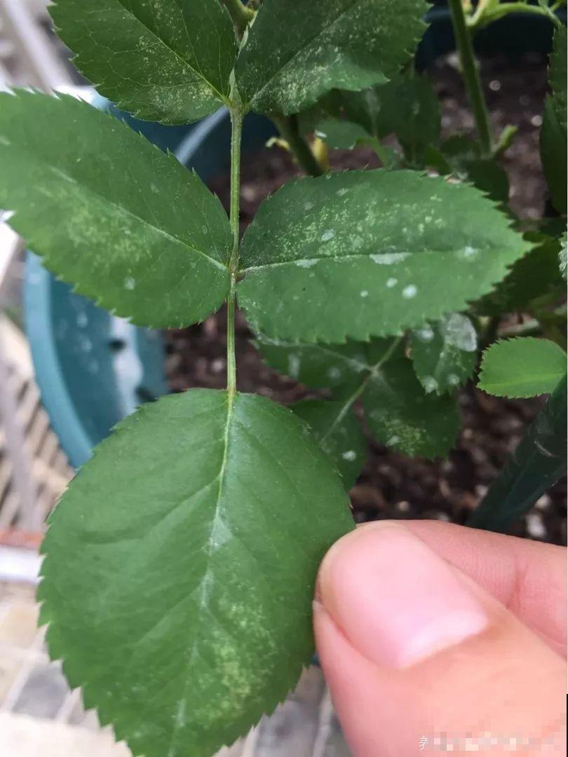 小心点，给花浇上84消毒液，直接活不过3天！