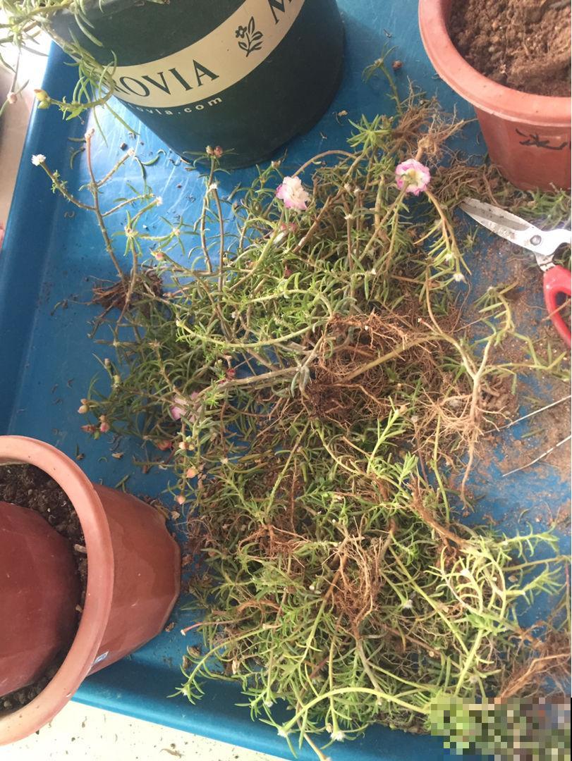 原来冬天也要修剪，怪不得家里花老黄叶，赶紧剪两刀就完事！