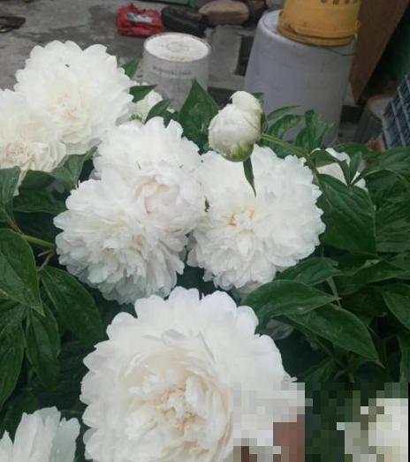 家养芍药，想开出华美大花团，一定记得春天做这事！