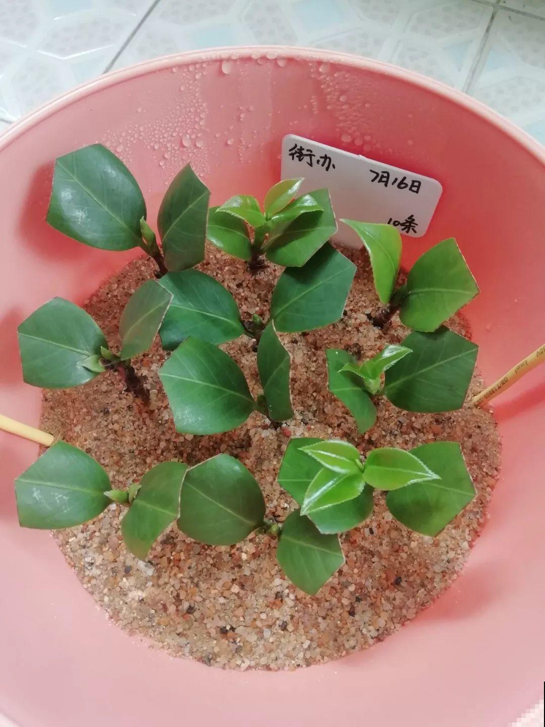 这6种花，现在扦插最好活，摘片叶子照样生根！