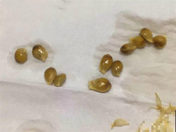 这水果太贵了，吃完留下核，还能种盆栽！