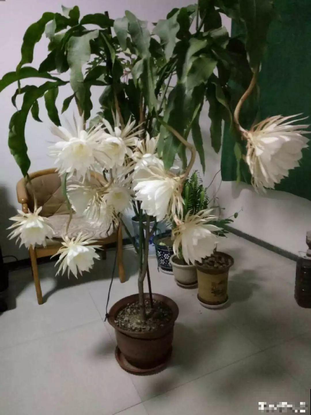 家里没菜了，我把这花炒了吃，老妈气得要打人！