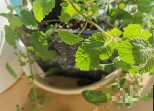 这种植物可以做菜，叶子摘下能泡茶，养人又养眼！