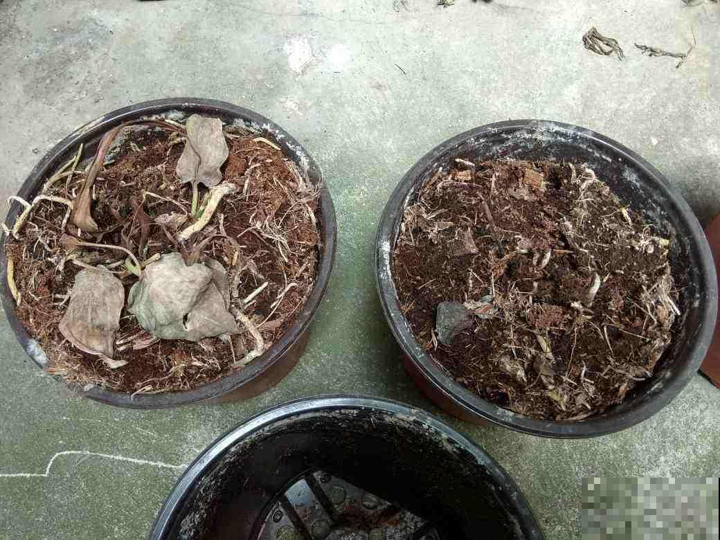 土里掺点它，俩月变成好花土，给花用连肥料都省了！