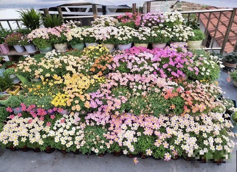 春天养花就选玛格丽塔，花期长、花量大，爆满小阳台！