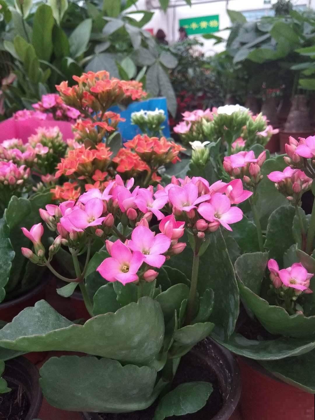 春天养长寿，换盆要注意，带花苞的不能换！