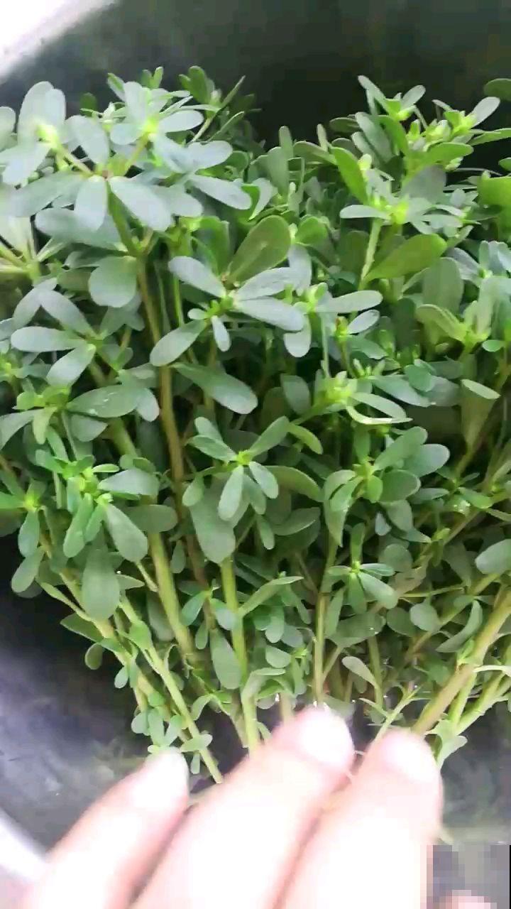 “4种”马齿苋，能吃也能爆花，做成盆景更美