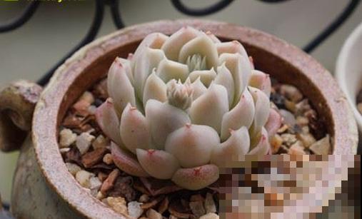 当年的贵货多肉，变成了烂大街的便宜货，暴风哭泣！