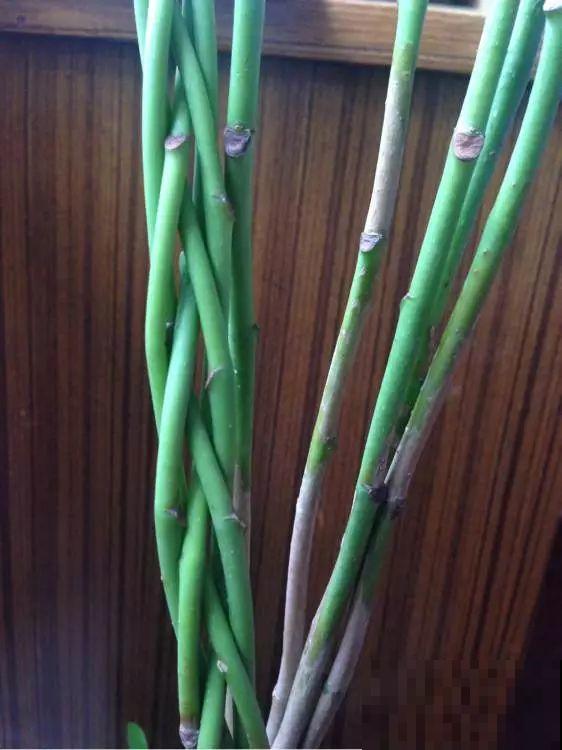 3棵茶花绑一绑，1年变成大老桩，懒人也能养成！