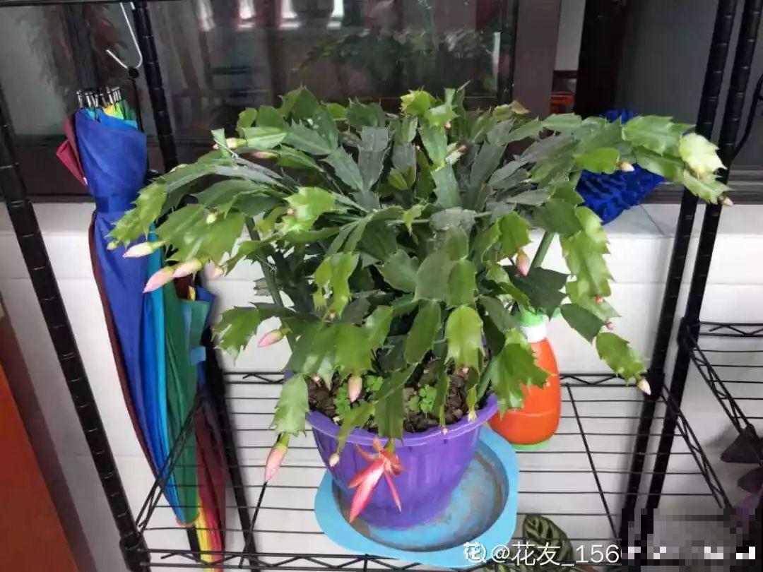 蟹爪兰光长叶子不见花？一掐一喷，半个月后就能开！
