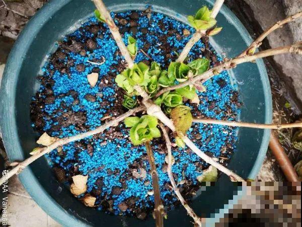 这3种肥料，月季盆里加一点，蹭蹭冒芽还不招虫！