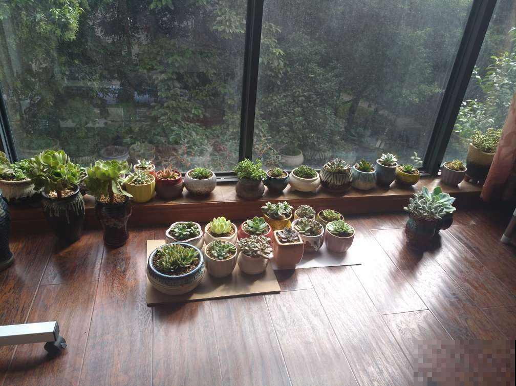 这些花不能养在卧室，否则养一盆死一盆，还浪费钱