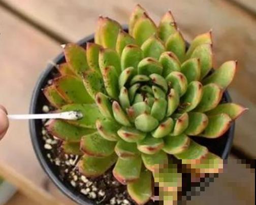 角落里的多肉几天没管，长了一层“面粉”，再不急救就没治了！