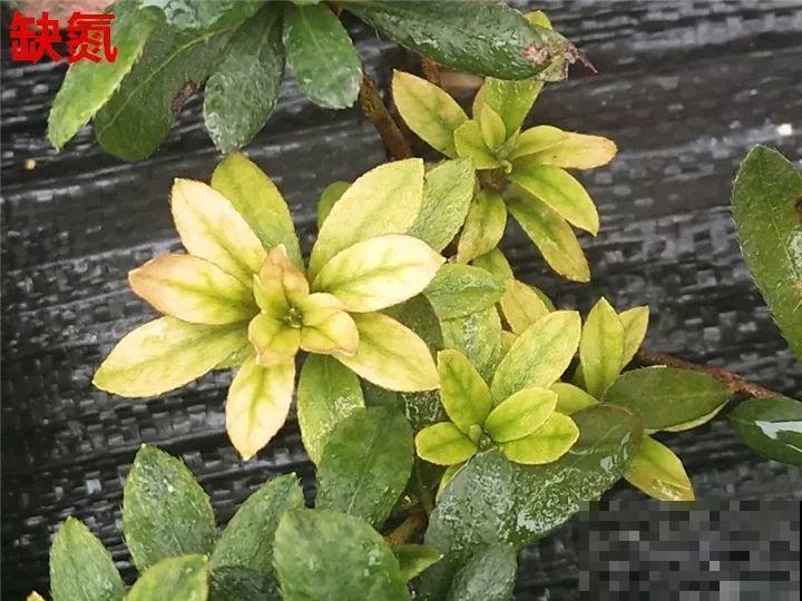 花变成这样，立马剪撒点粉，否则撑不过7天！