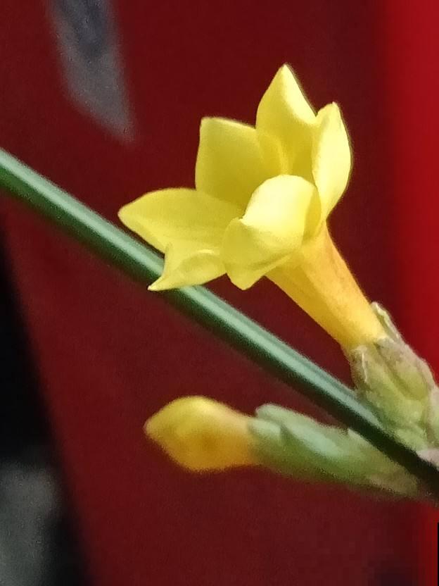 立春后就养这3种花，开成一大片，越早养花开得越多