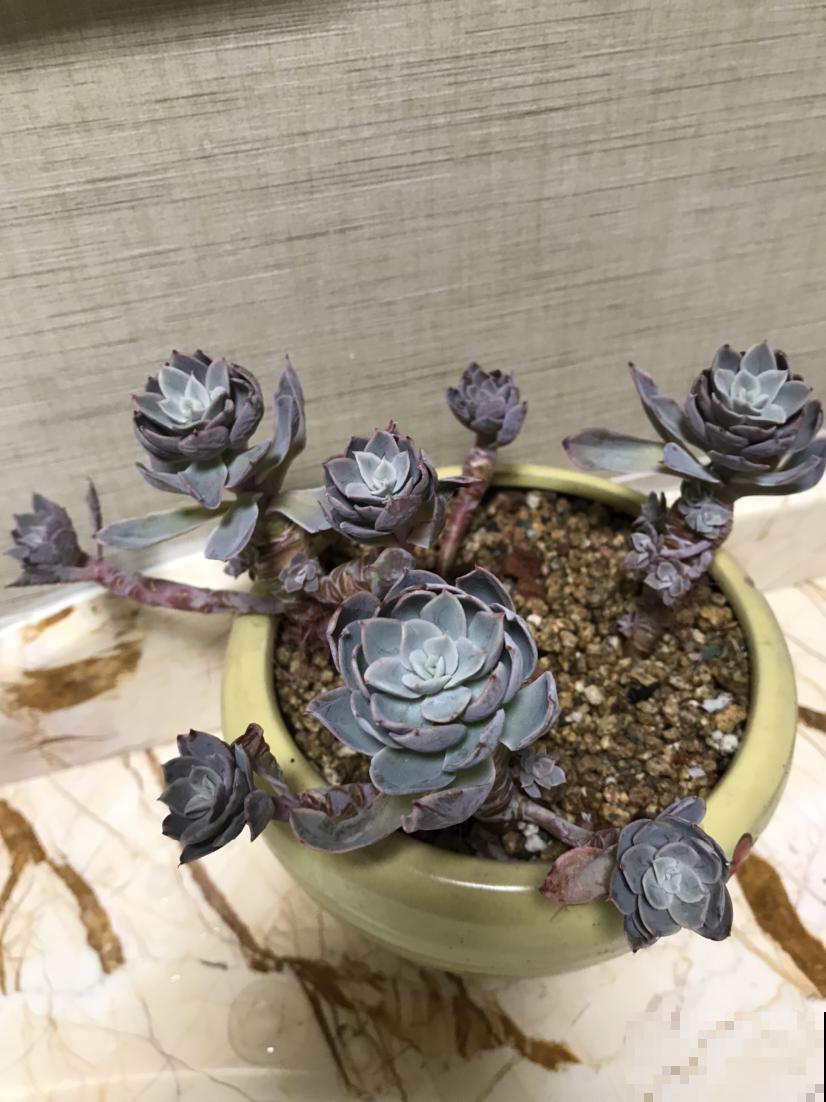 养花浇水7分功，不能大意，否则植物喝不饱水