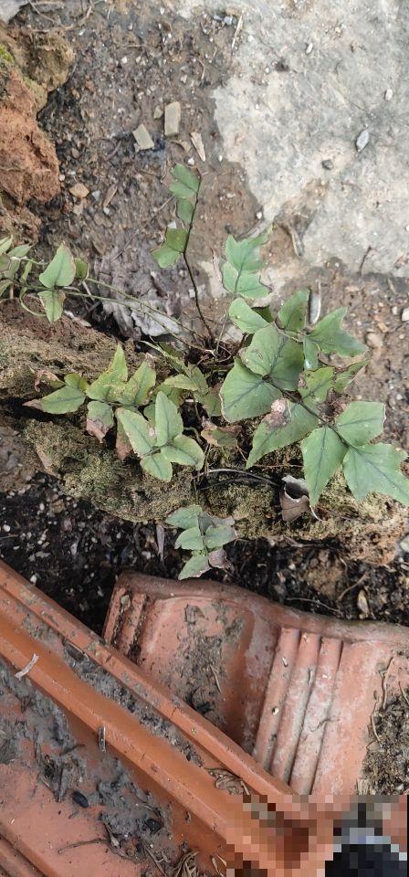 把花种在“石头上”，价格翻一倍，别人给钱都不卖