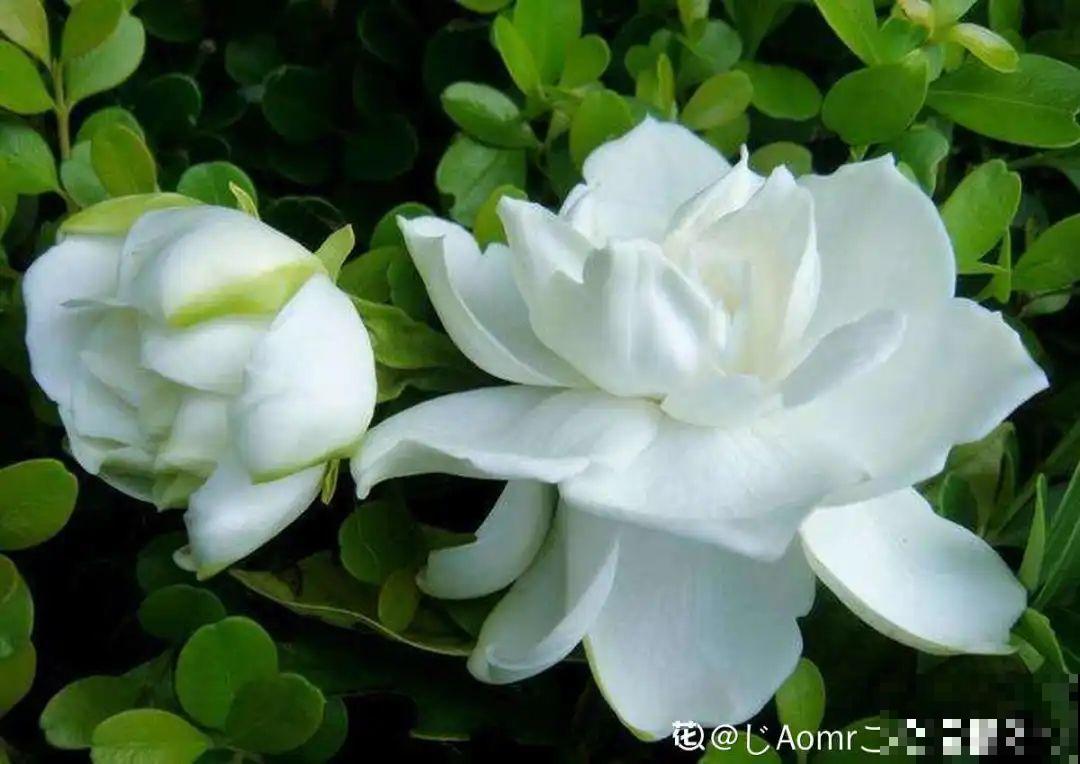 这7种花春天别乱剪，手太勤快了，反而春天不开花！