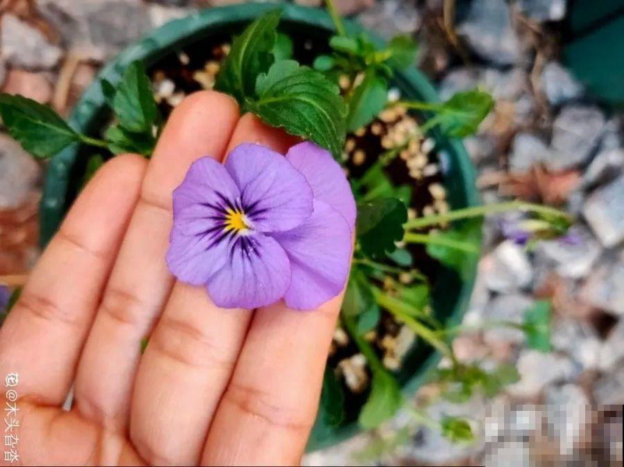 这7种花春天别乱剪，手太勤快了，反而春天不开花！