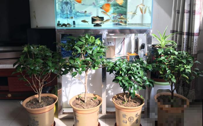 公认最难养的花，不开花则已，一开花比月季还惊艳！