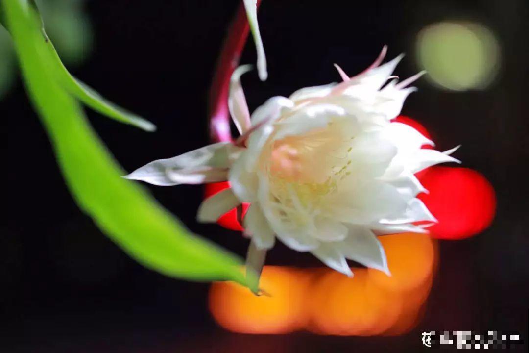 家里没菜了，我把这花炒了吃，老妈气得要打人！