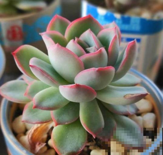 多肉赶紧摘叶子，摘完别浇水，很快冒出新芽来！