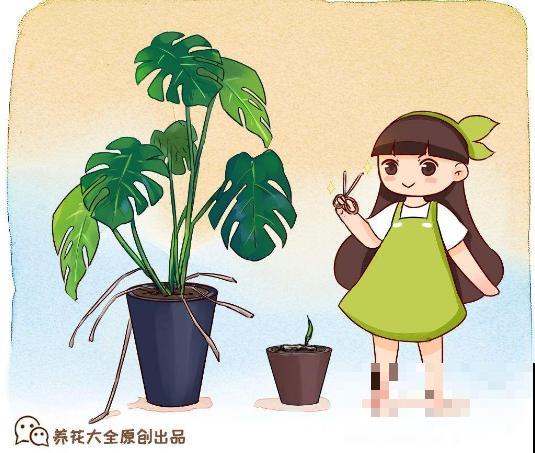 细菌最怕5种花，家里养一盆，全家都健康！