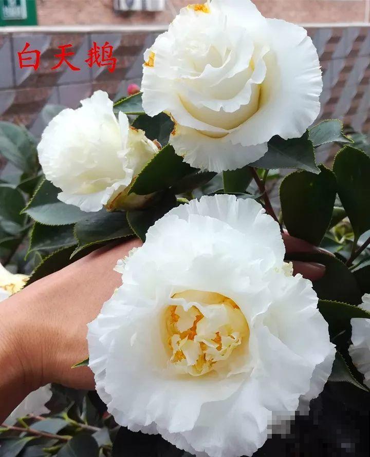 冬天必养的花，竟然有30个品种，最稀罕的是这个颜色！